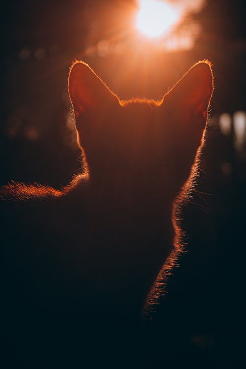 Silhouette of a Cat During Sunset 