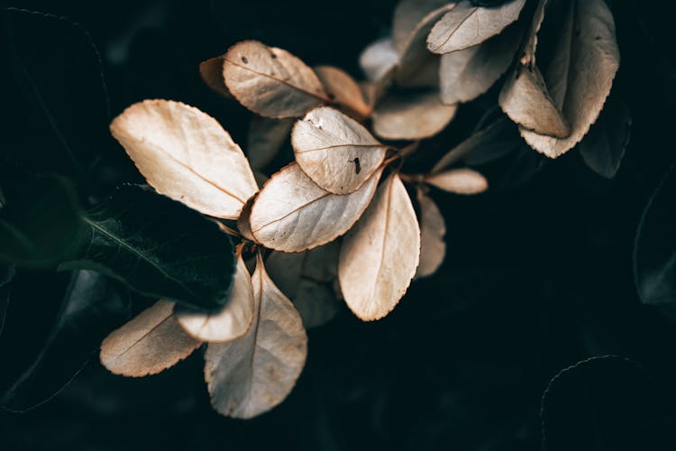 Dry Cotoneaster Leaves