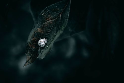 Free Macro photo of a snail on a leaf, captured in moody lighting to emphasize nature's details. Stock Photo