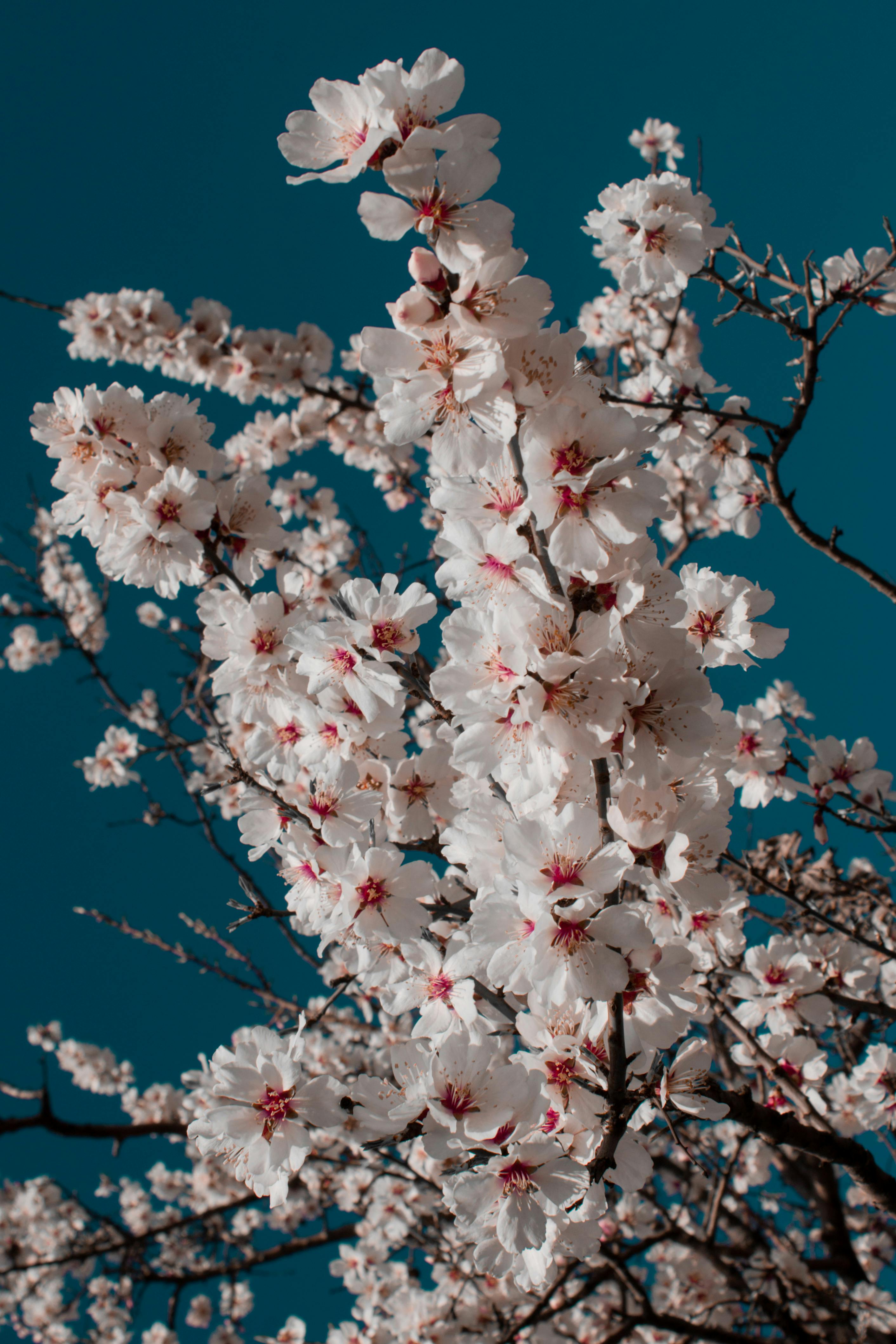 White Flowering Tree Low-angle Photo at Daytime · Free Stock Photo