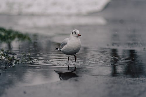 Meeuw In De Sneeuw