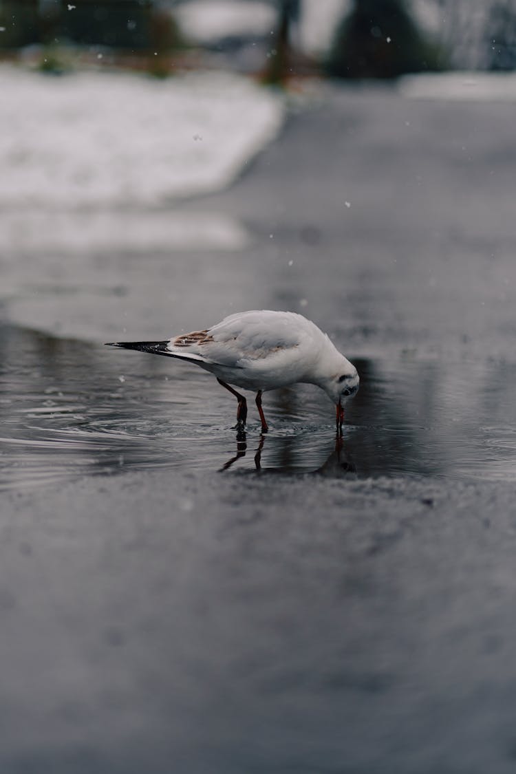 Close Up Of Bird Drinking From Puddle