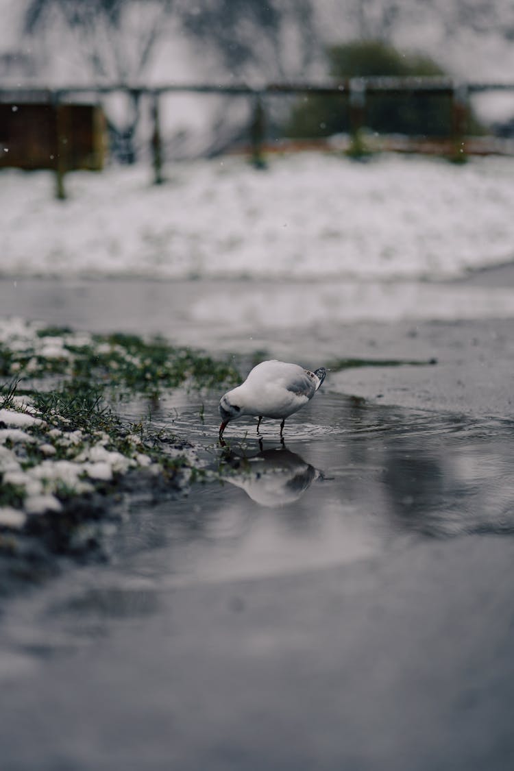 Bird Drinking From Puddle