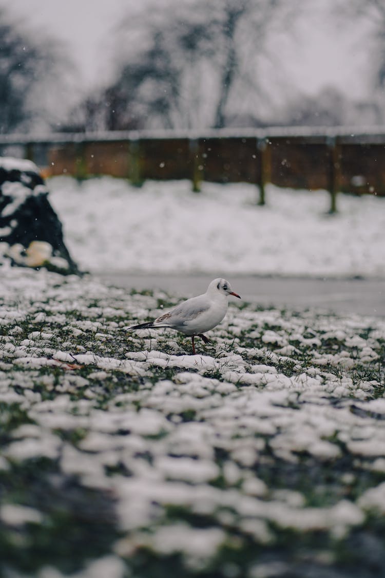 Bird On Snow