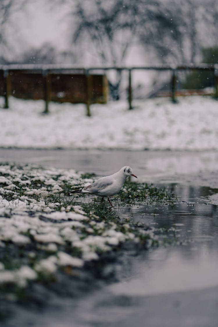 Bird Near Puddle In Snow