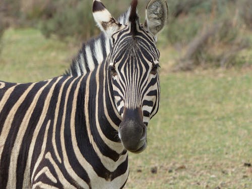 Крупным планом фотографии зебры в дневное время