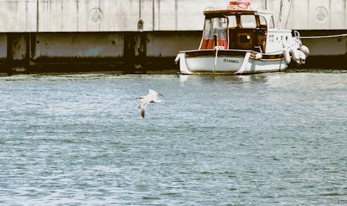 Fotos de stock gratuitas de amarrado, animal, ciudad