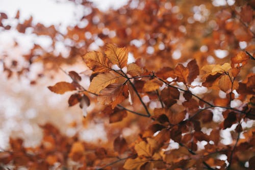 布朗叶子的树选择性聚焦摄影