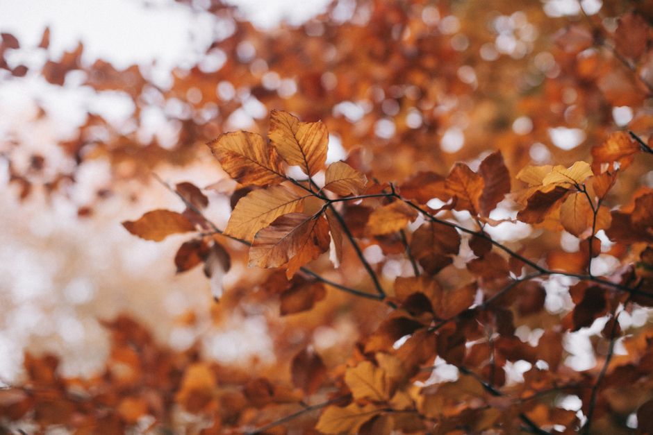Close-up of golden autumn leaves, perfect for seasonal backgrounds and fall themes.