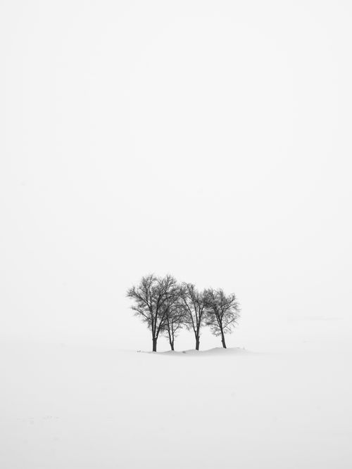 Free Serene black and white winter landscape capturing isolated trees in the snow. Stock Photo