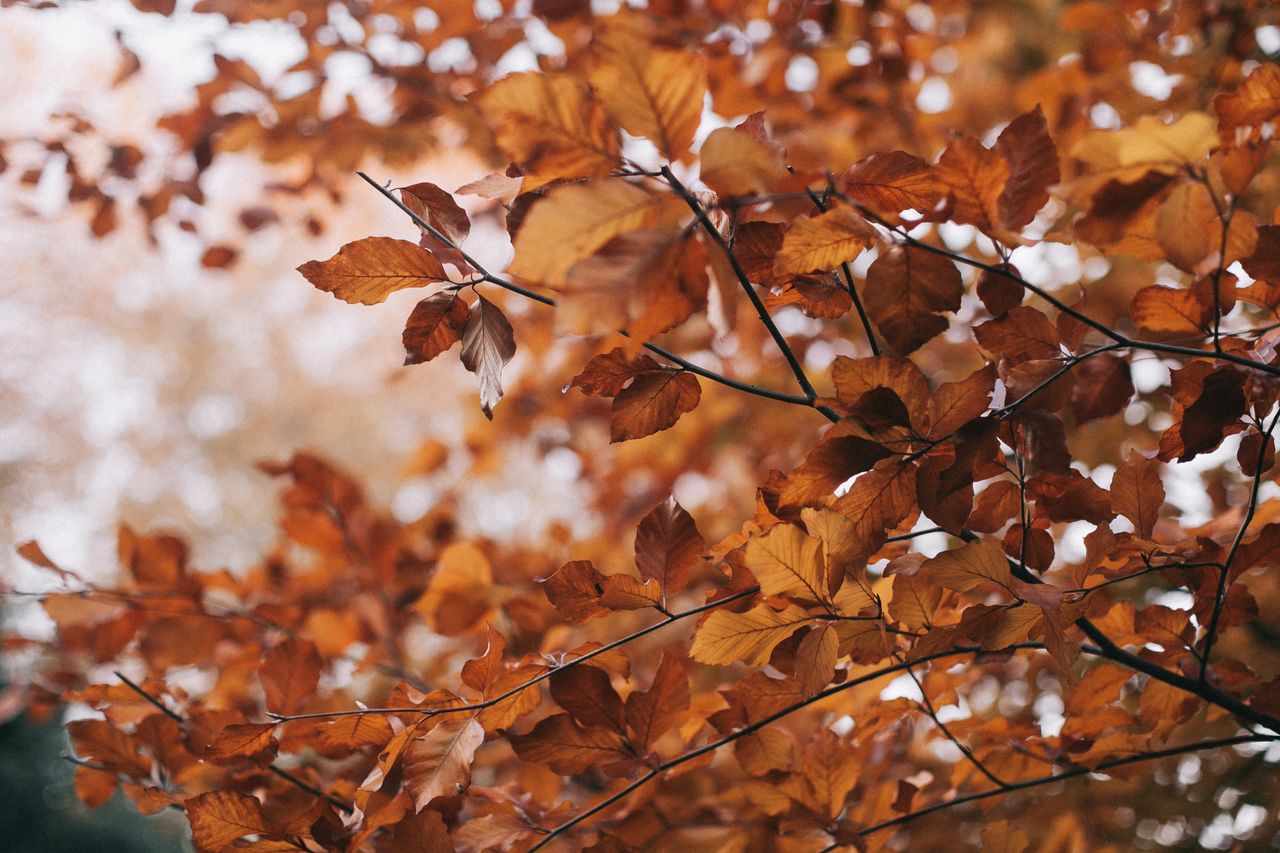 captivating image of vibrant autumn leaves on branches showcasing the