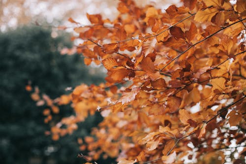 浅い焦点写真茶色の葉の木