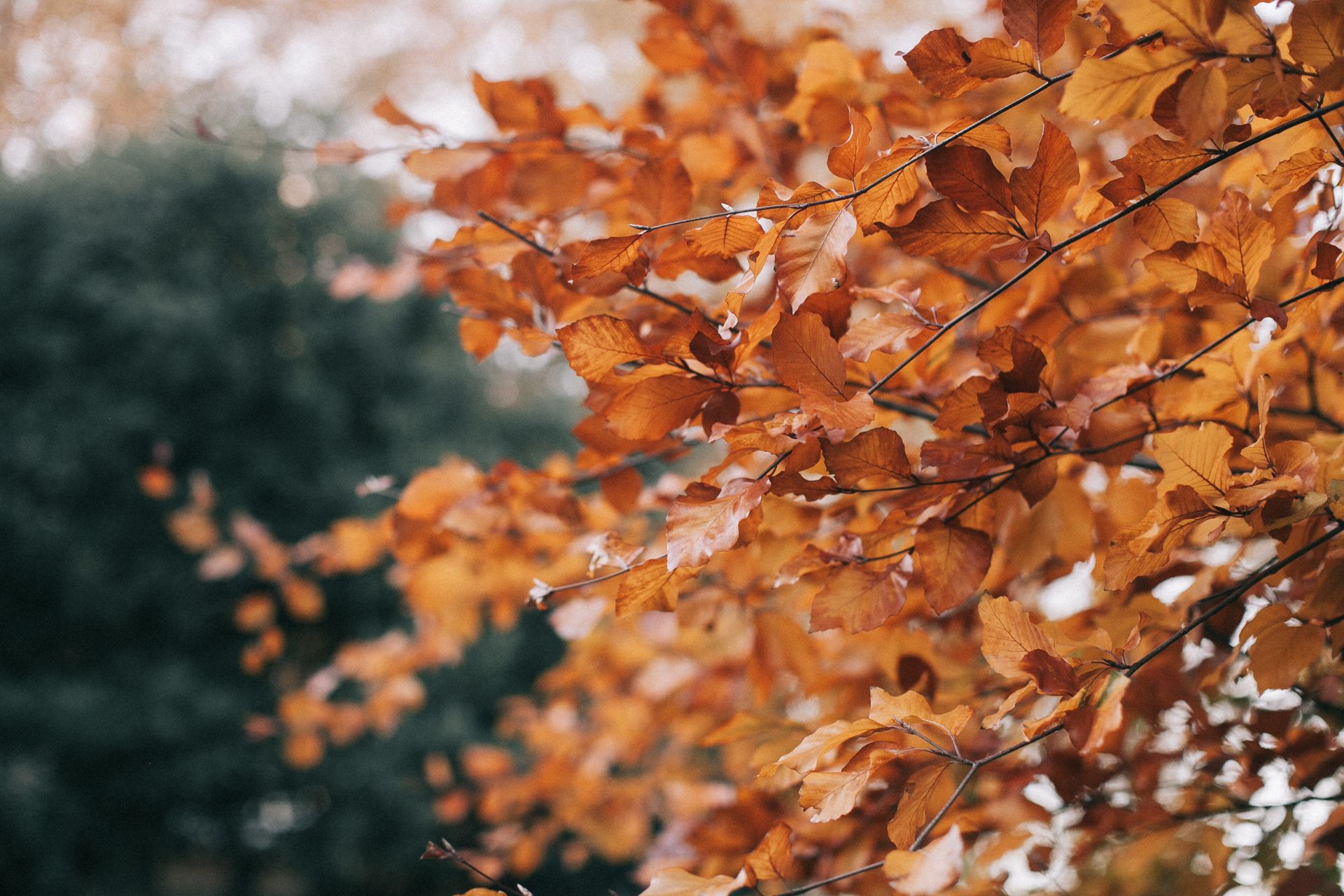 Close-up of vibrant autumn leaves on branches outdoors.