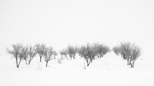 A serene winter landscape featuring rows of bare trees in a snowy field under a white sky.