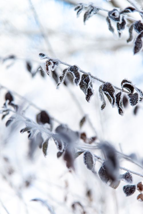 Free Close-up of frost-covered branches showcasing nature's beauty in a winter wonderland setting. Stock Photo