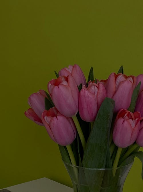 Free stock photo of aesthetic desktop wallpaper, beautiful, beautiful flower