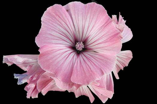 Kostenloses Foto Zum Thema Behandlung Bio Brille