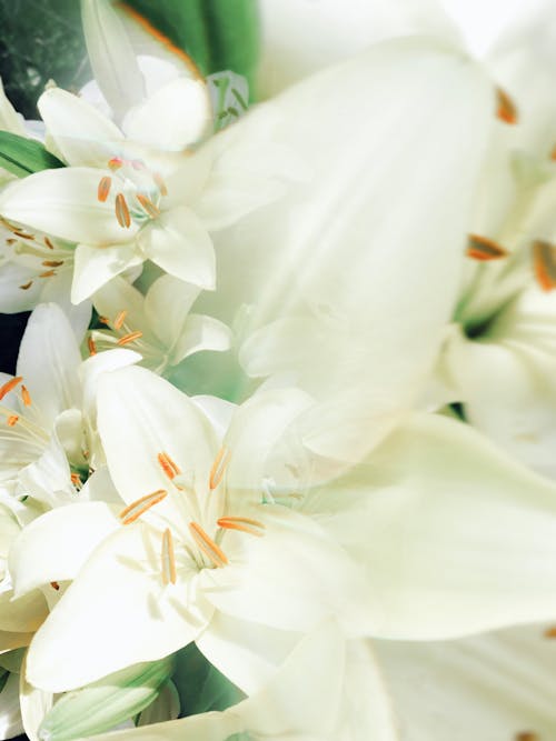 Darmowe zdjęcie z galerii z biały, kwiaty, pionowy strzał