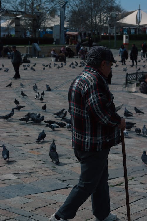 Darmowe zdjęcie z galerii z bruk, chodzenie, gołębie