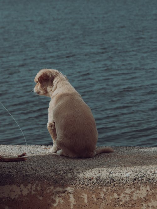 Foto profissional grátis de animais de estimação, animal, cachorro