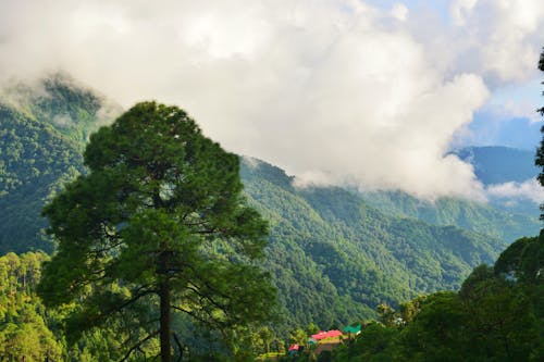 거대한 산들, 녹색의 산, 버니즈 마운틴 도그의 무료 스톡 사진