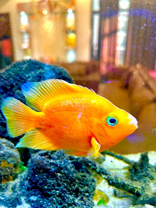 노란색 패브릭, 물고기, 물고기 베타의 무료 스톡 사진