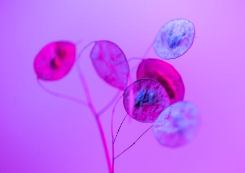 The Evolving Art of Pre-Season Prediction: A Historical Deep Dive into Blackpool vs. Everton