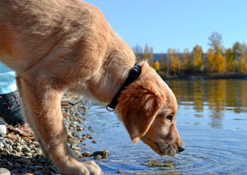 개, 동물, 물의 무료 스톡 사진