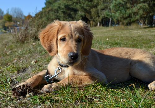 Free Adorable Golden Retriever puppy resting on grass in a sunny park setting, showing a peaceful vibe. Stock Photo