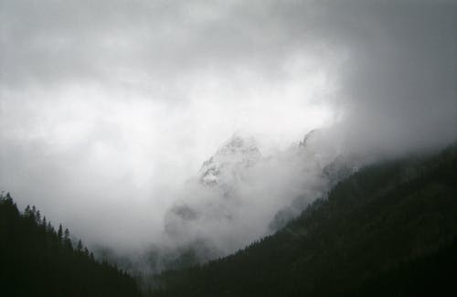 Foto profissional grátis de árvores, floresta, garoa