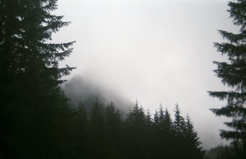 Foto stok gratis awan, hutan, kabut