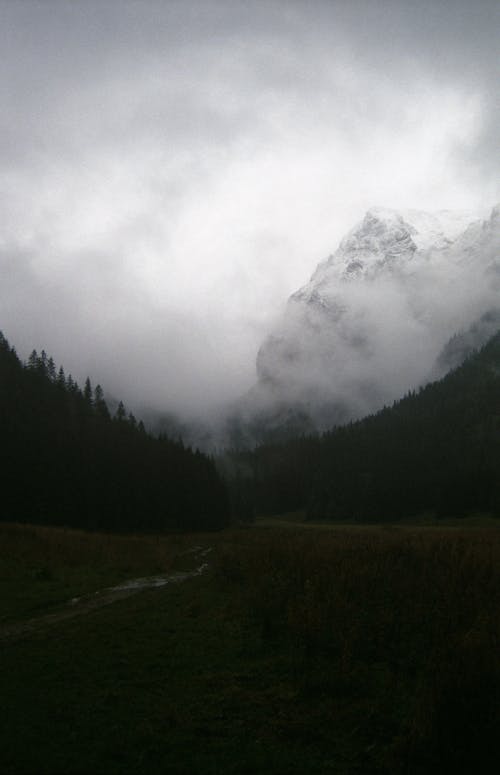 Foto profissional grátis de árvores, floresta, garoa