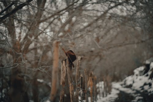 Бесплатное стоковое фото с выборочный фокус, деревья, забор