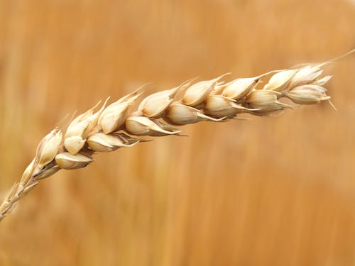 小麦籽粒特写摄影