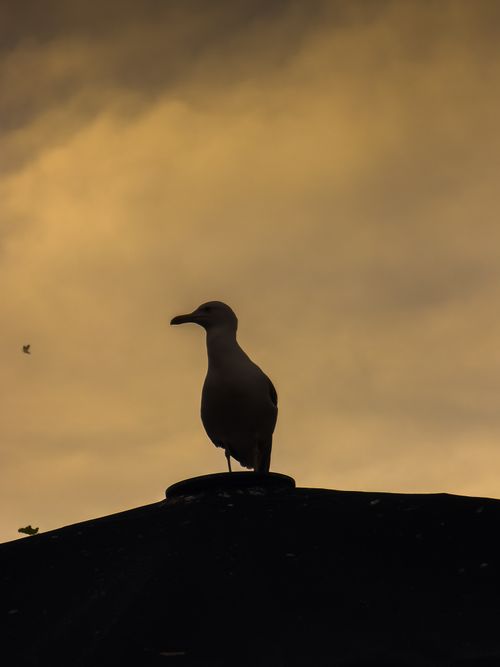 Free A silhouetted seagull on a roof against a warm sunset sky in Barcelona, Spain. Stock Photo