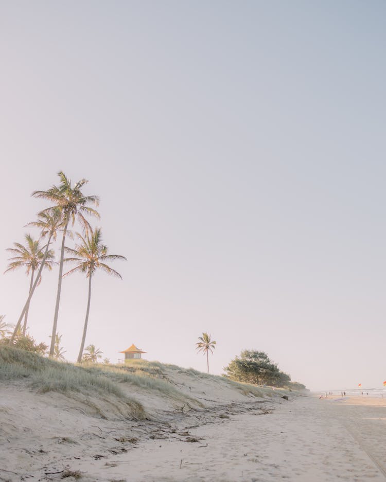 Palm Trees By Sandy Beach