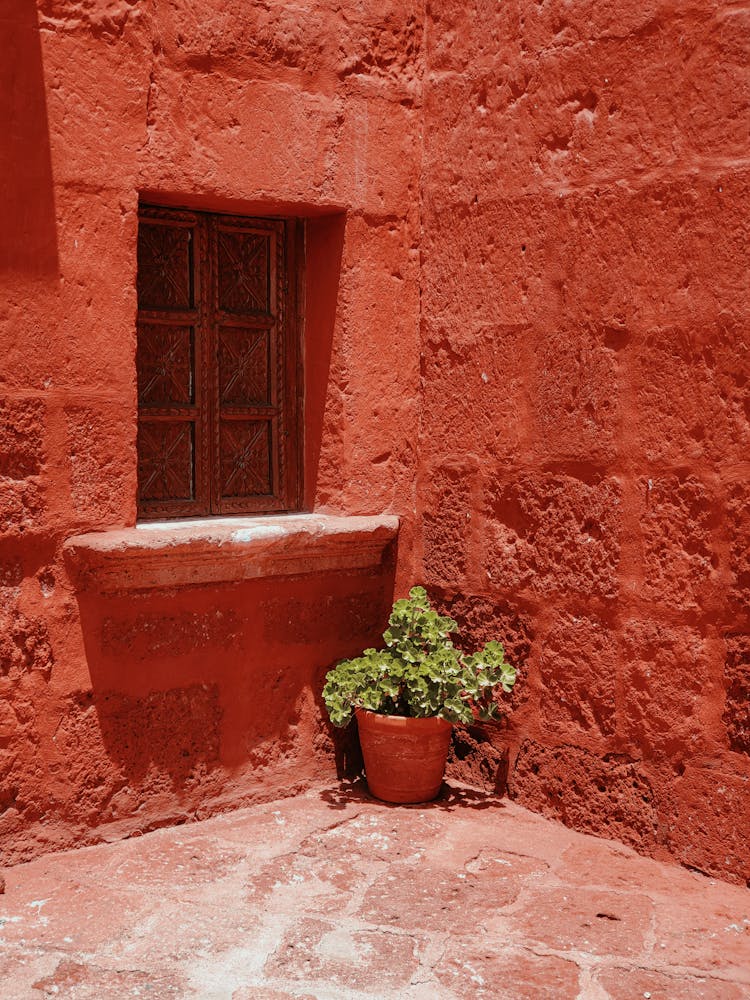 Potted Plant By Red House