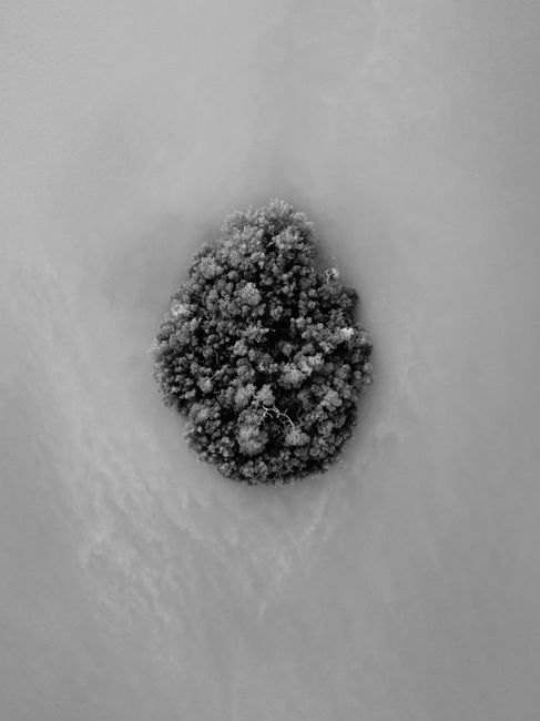 Black and white aerial view of a solitary tree island surrounded by water, creating a striking contrast.