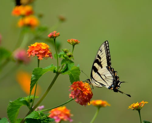 宏观摄影中黄色花朵上的白色和黑色蝴蝶