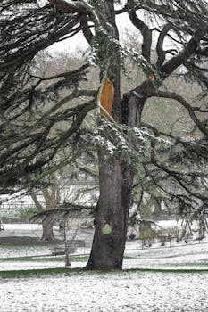 A snow-covered park tree in Bristol, England, showcasing winter's serene beauty.