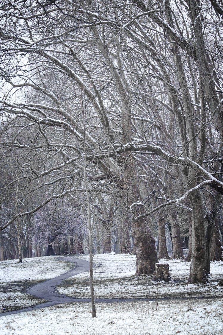 White, Empty Park In Winter