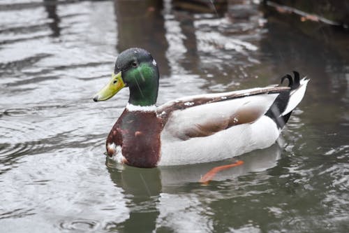 Close up of Duck