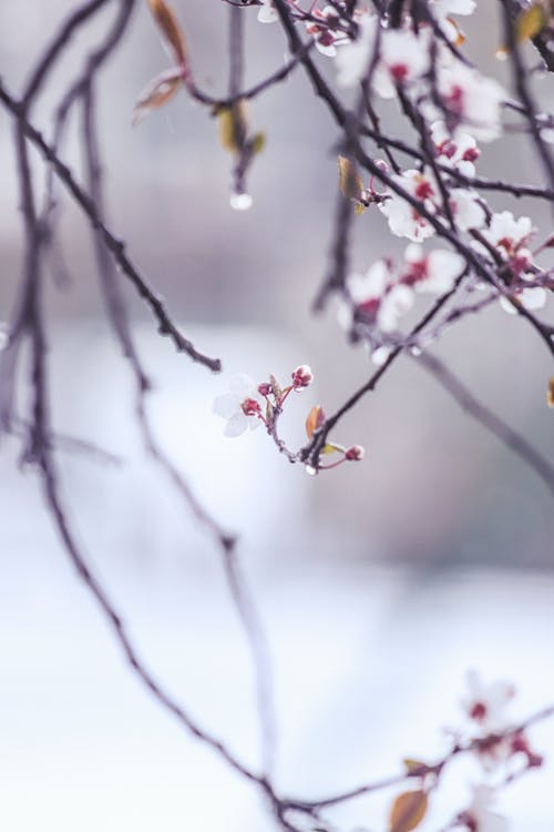 Blossoms and Raindrops on Branches