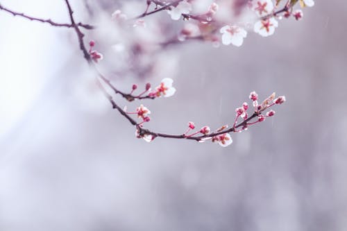 Pink Buds and Flowers on a Cherry Twig