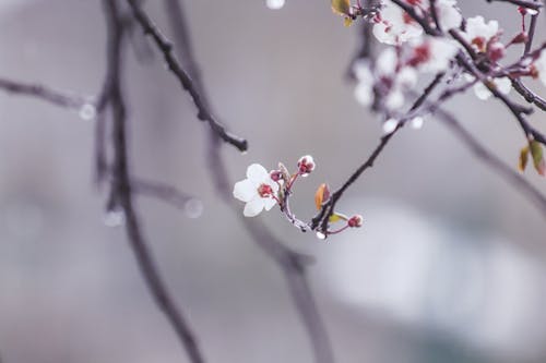 Cherry Twigs Wet from Spring Rain