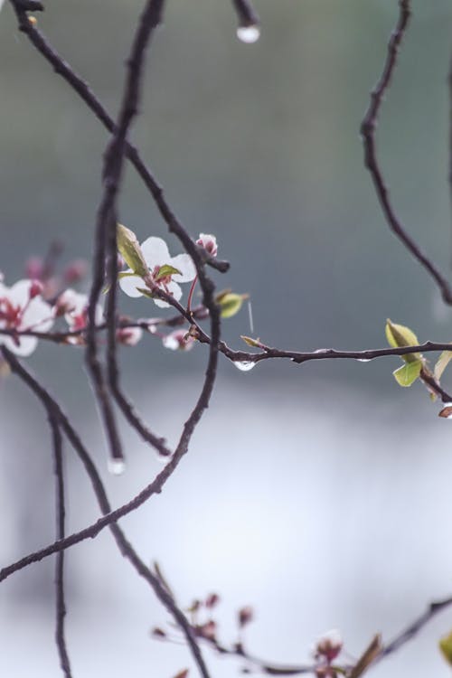 Drops of Spring Rain on the Twigs of Cherry Blossoms