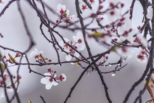 Delicate white cherry blossoms adorned with raindrops on bare branches in spring.