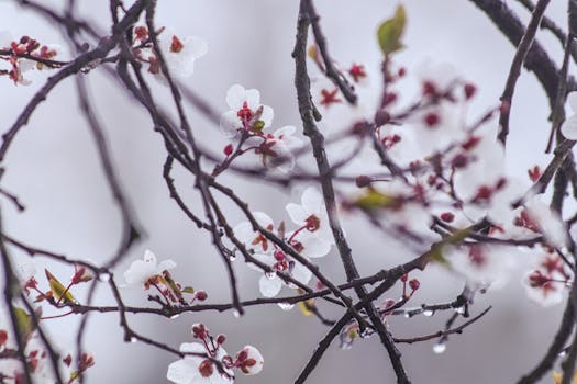 Cherry tree blossoms with raindrops on branches, capturing the essence of spring in Bristol.