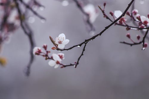 Close-up of a Blossoming Cherry Twig Dripping with Water