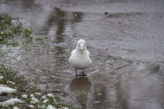 A lone seagull stands in a puddle on a rainy day, surrounded by reflections.